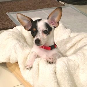 Meet your Posher, Xan